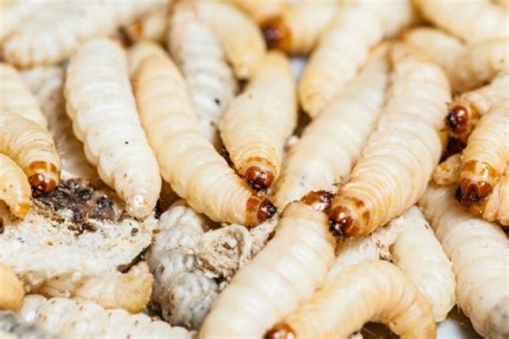 Is it OK to have maggots in compost?
