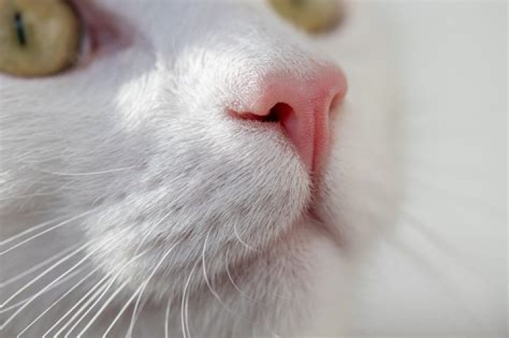 Is it okay to flick a cat's nose?