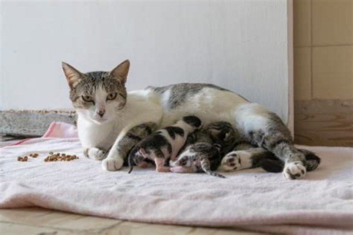Is it okay to touch newborn kittens?