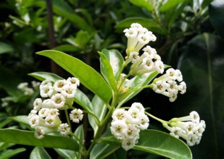 Is Jasmine toxic to dogs?