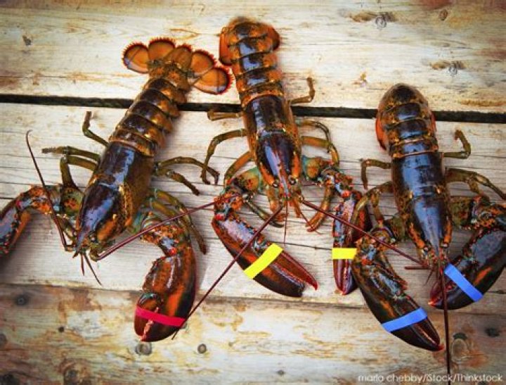 Is Maine Lobster the best?