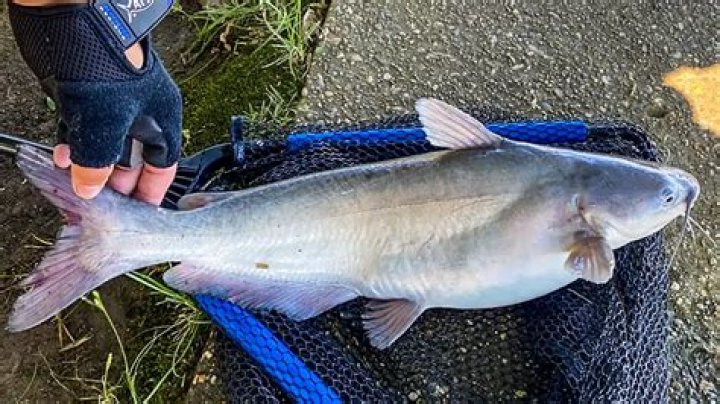 Is molasses good for catfish?