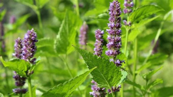 Is patchouli antibacterial?