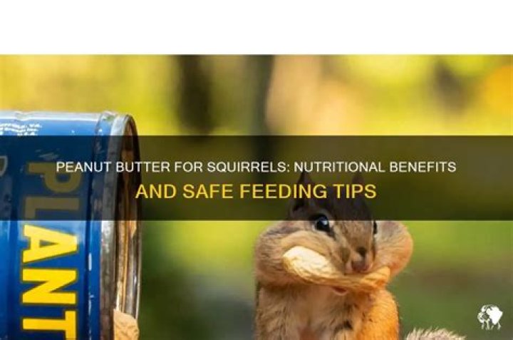 Is peanut butter good for squirrels?