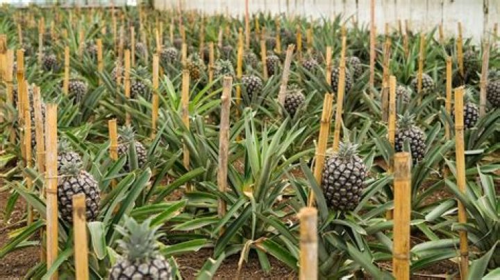 Is pineapple good while on your period?