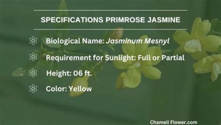 Is Pink Jasmine a true jasmine?