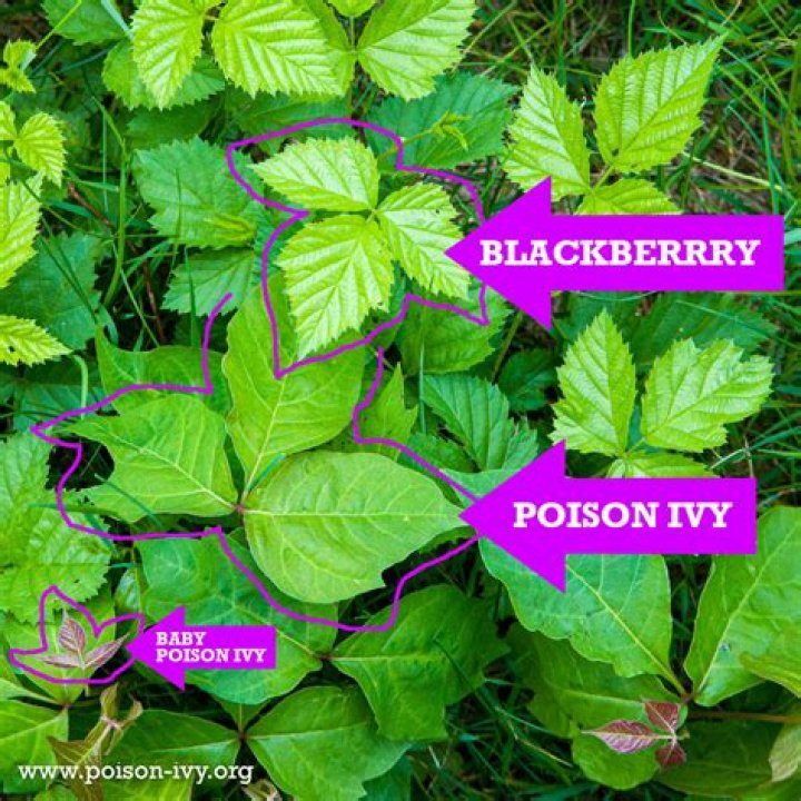 Is poison ivy a Capricorn?