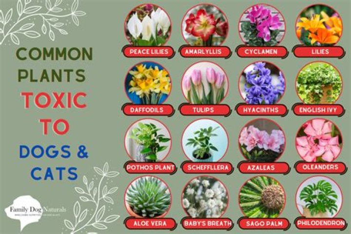 Is Purple heart toxic to cats?