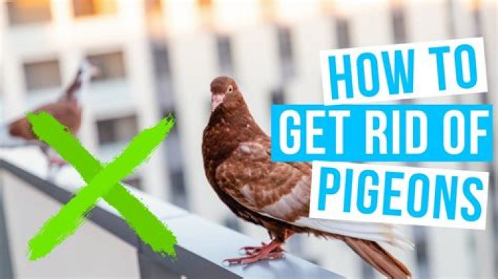 Is salt good for pigeons?