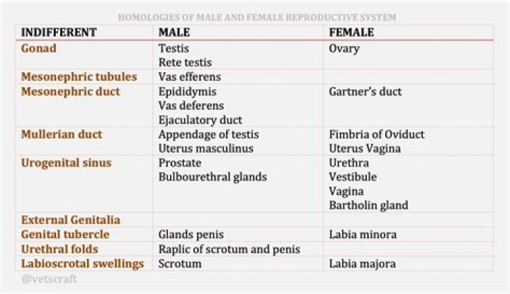 Is San male or female?