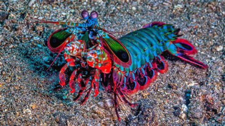 Is shrimp an animal?