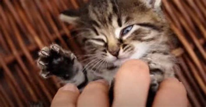 Is spraying a cat with water abuse?