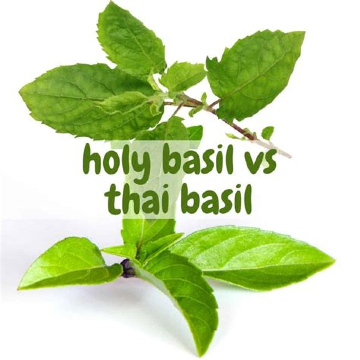 Is Sweet Basil a Tulsi?