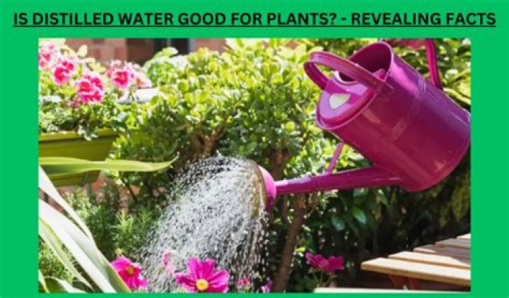 Is tea water good for plants?