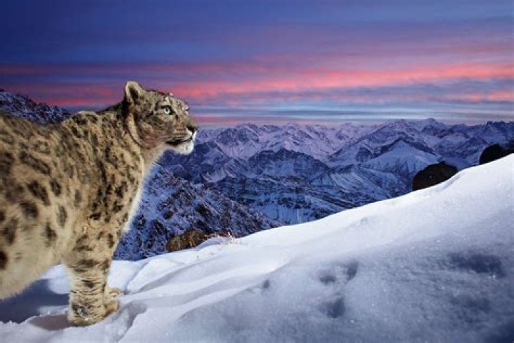 Is the snow leopard a panther?