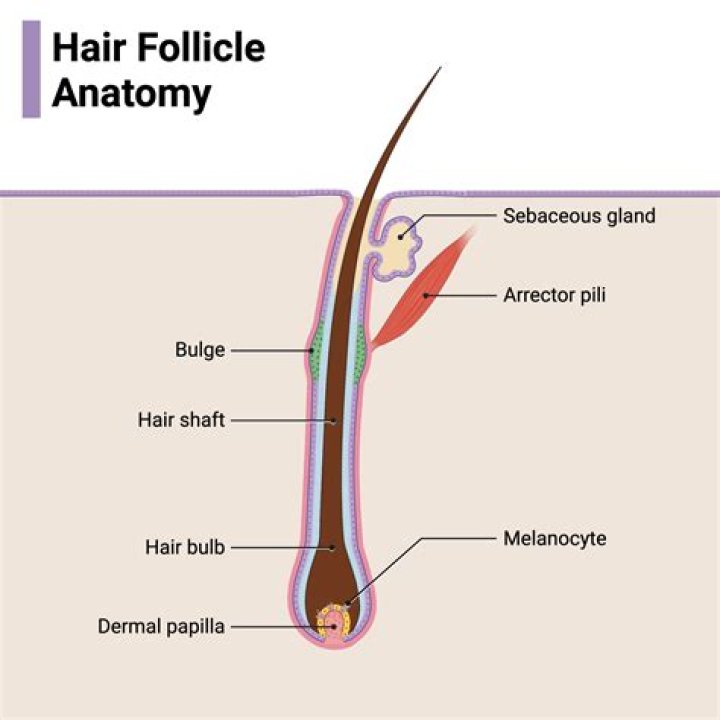 Is there a hair follicle in every pore?