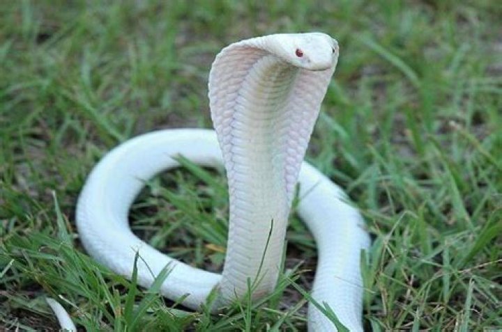 Is there a white cobra?
