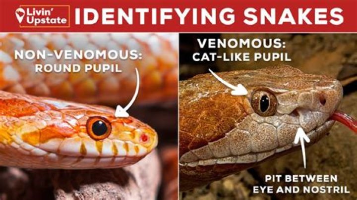 Is there an app that can identify snakes?