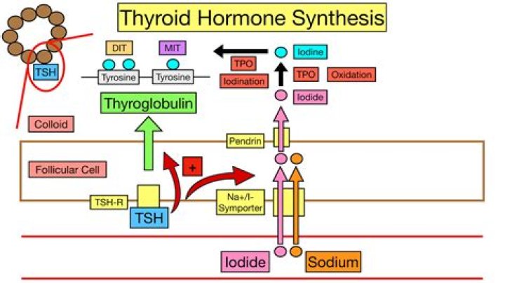 Is thyroxine a peptide?
