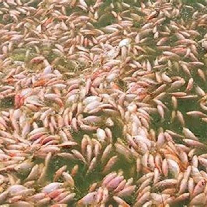 Is tilapia the dirtiest fish?