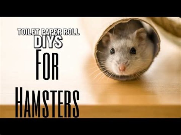 Is toilet paper OK for hamsters?
