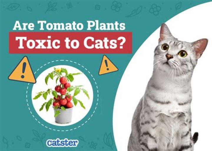 Is tomato toxic to cats?