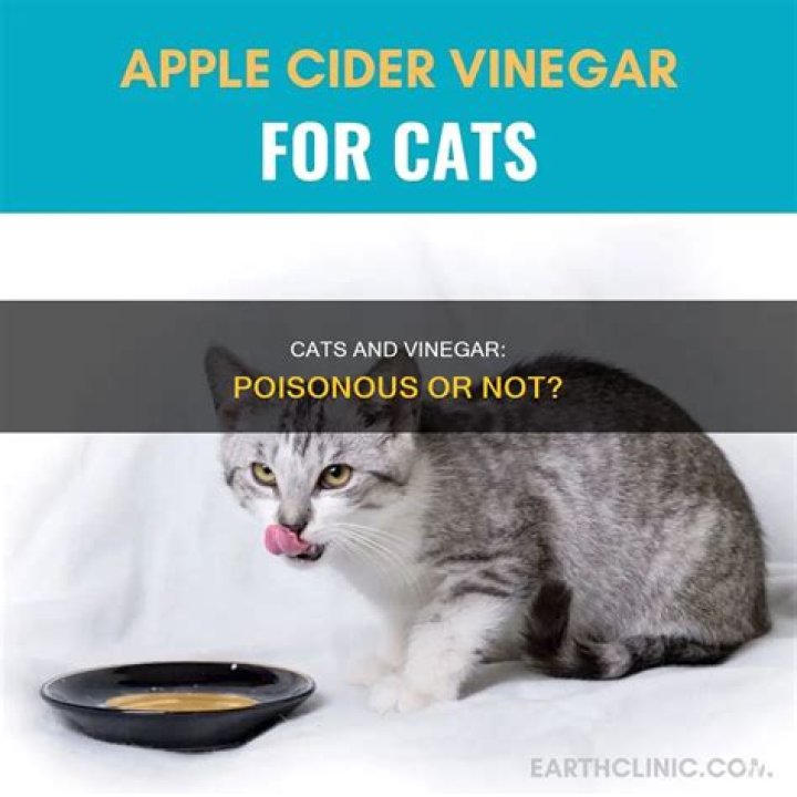 Is vinegar poisonous to cats?