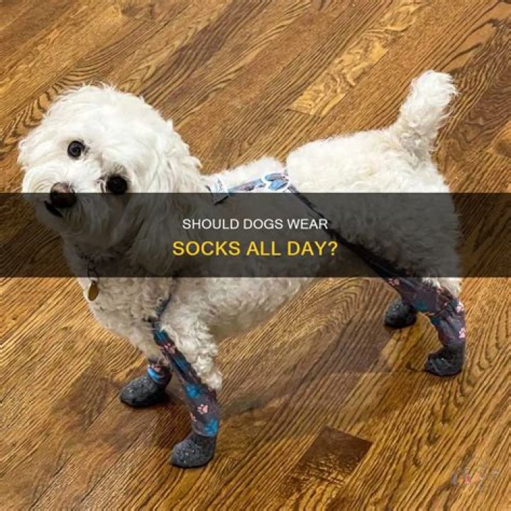 Should dogs wear socks?