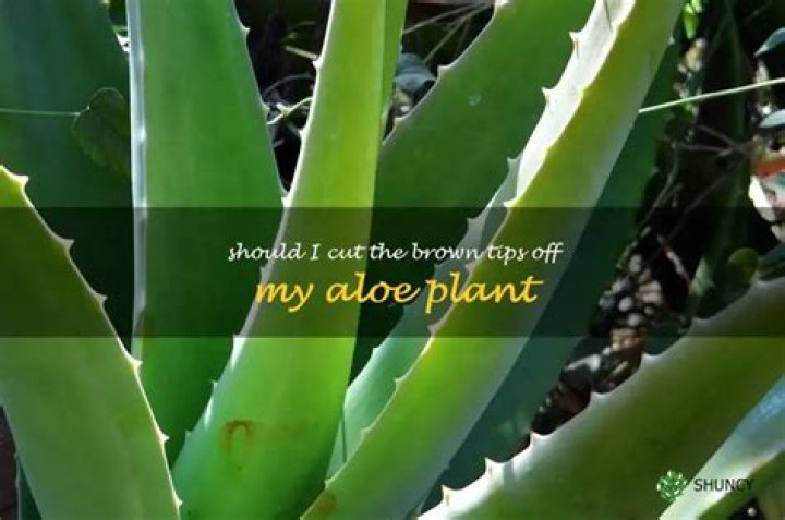 Should I cut the brown tips off my aloe plant?