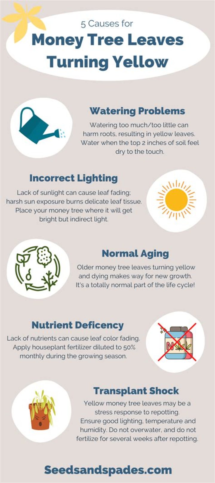 Should I cut yellow leaves off money tree?