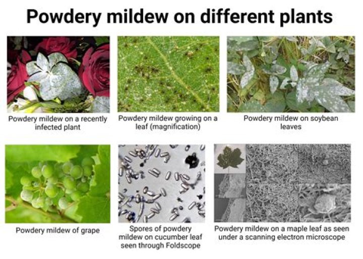 Should I destroy plants with powdery mildew?