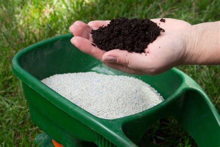Should I fertilize clover?