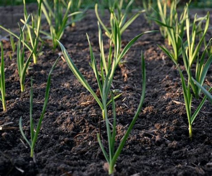 Should I fertilize or overseed first?