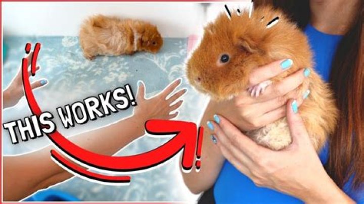 Should I hold my guinea pig everyday?