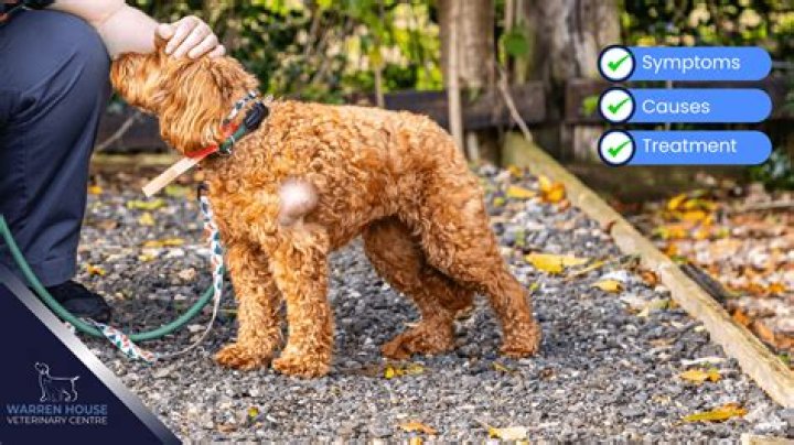 Should I ice or heat my dogs leg?