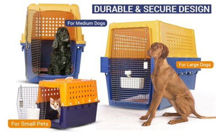 Should I leave my dog's crate open at night?