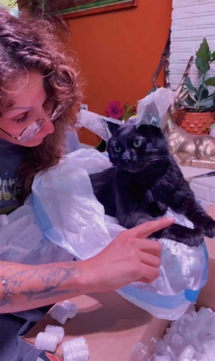 Should I let my cat see my dead cat?