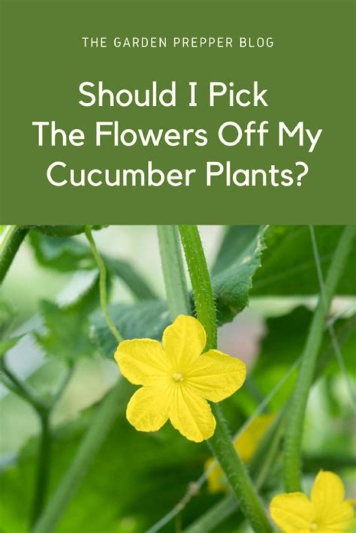 Should I pick the flowers off my cucumber plants?