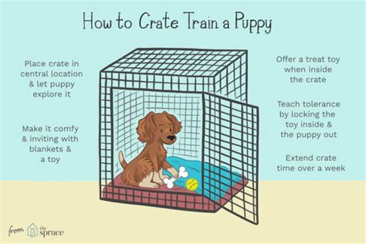 Should I put a pillow in my dog's crate?