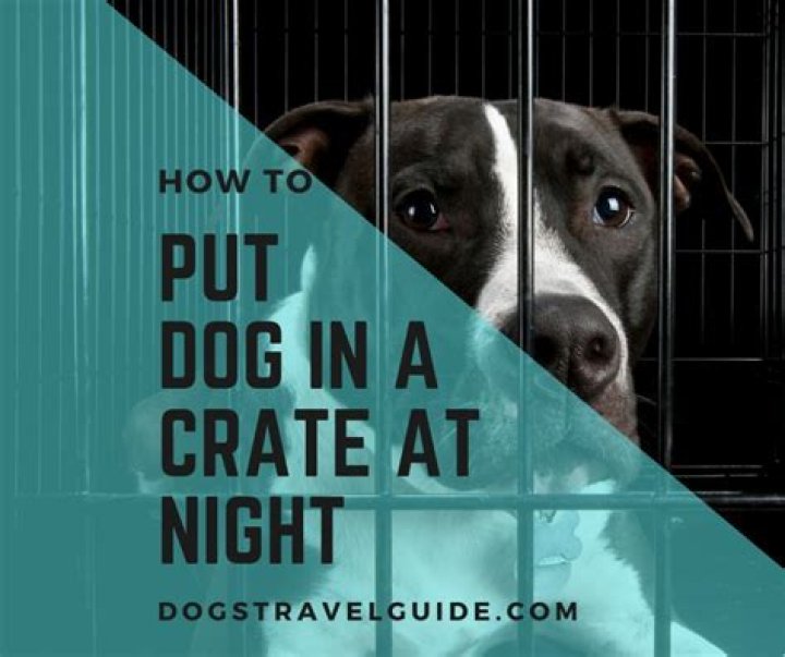 Should I put my dog in a crate at night?