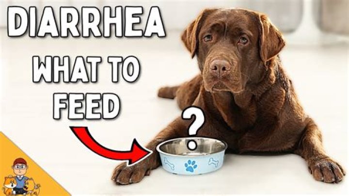 Should I starve a dog with diarrhea?