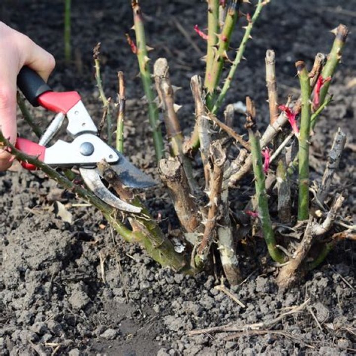 Should I trim dead lavender?