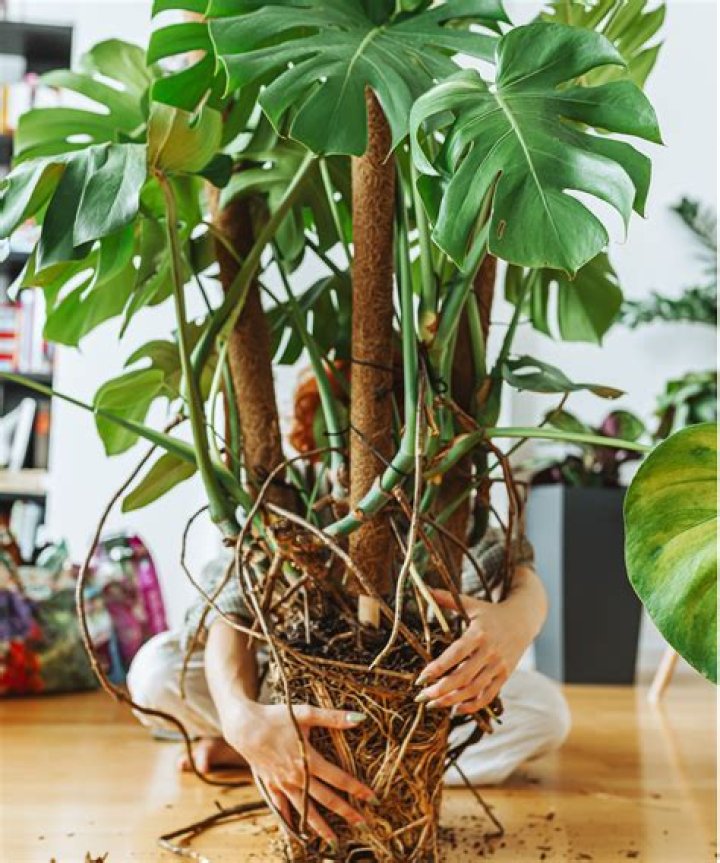 Should Monstera roots be fuzzy?