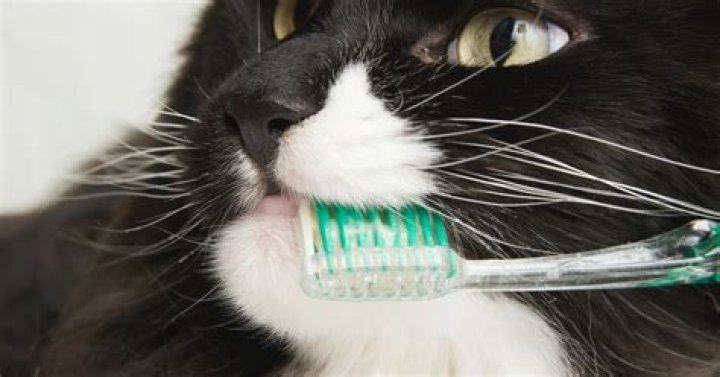 Should you brush cats teeth?