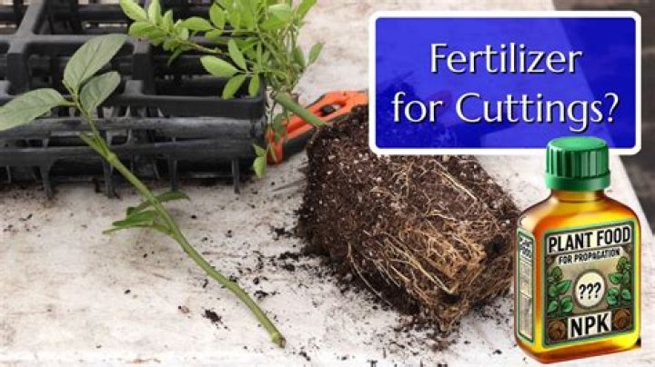 Should you fertilize cuttings in water?
