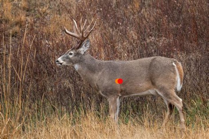 Should you honk at deer?