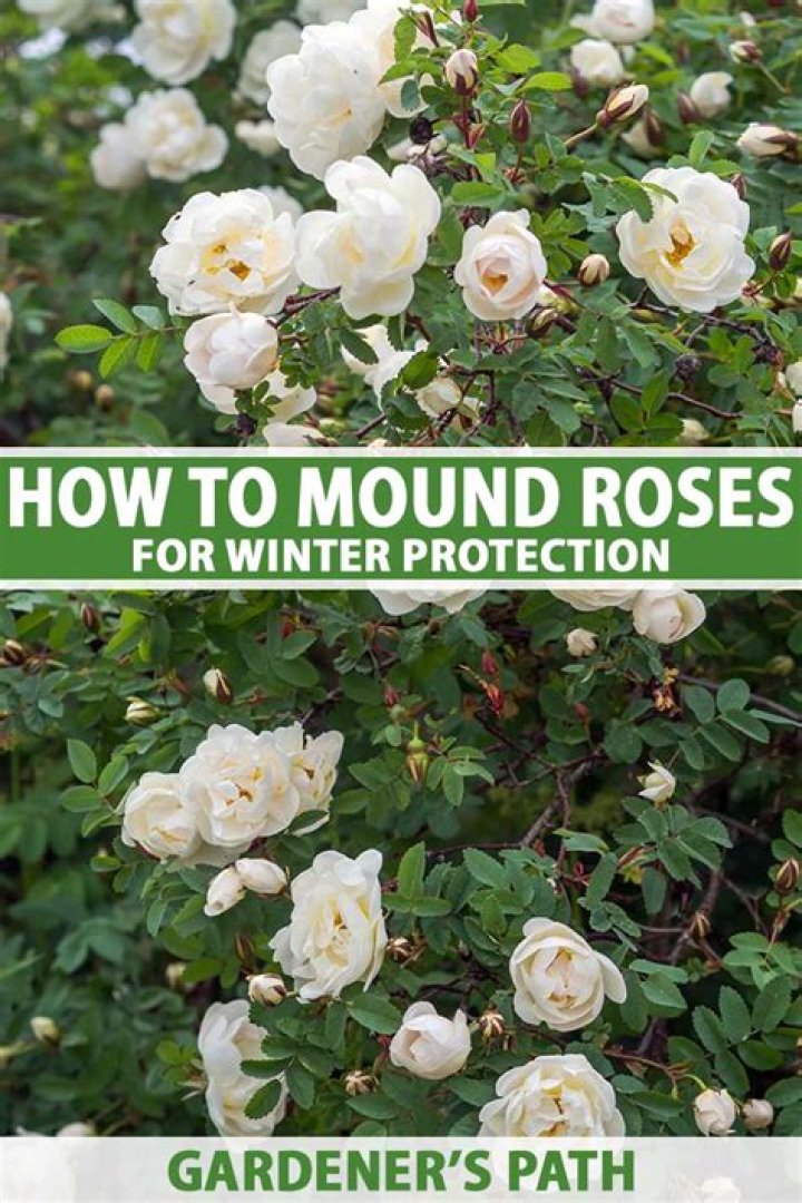 Should you mulch roses for winter?