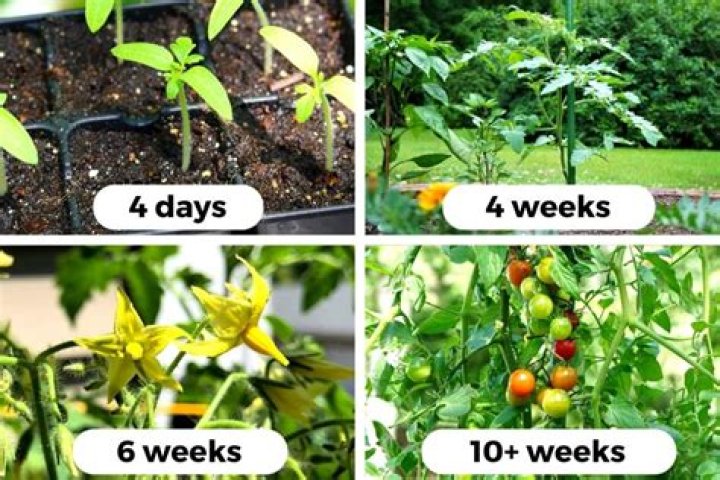 Should you put miracle grow on seedlings?