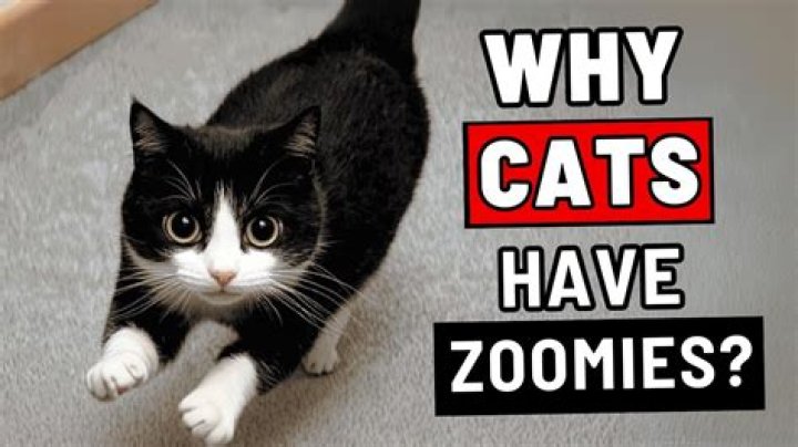 Should you stop Zoomies?