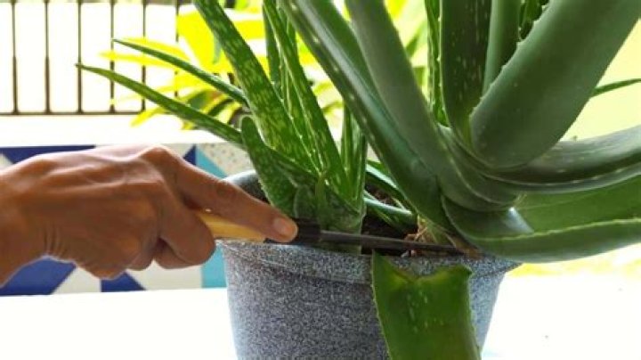 Should you trim aloe vera plants?